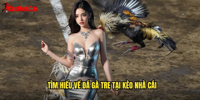 Tìm hiểu về đá gà tre tại Kèo nhà cái