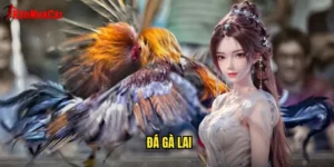 đá gà lai