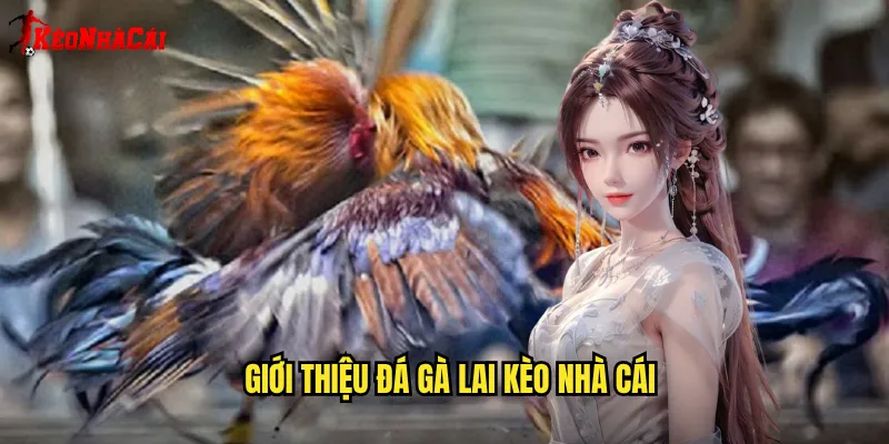 Giới thiệu đá gà lai Kèo nhà cái