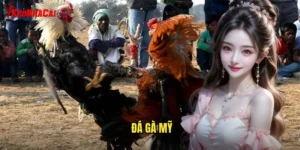 đá gà Mỹ