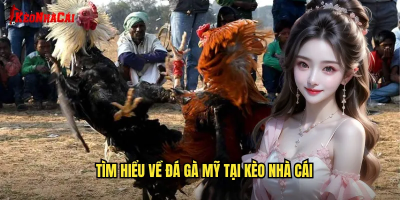 Tìm hiểu về đá gà Mỹ tại Kèo nhà cái
