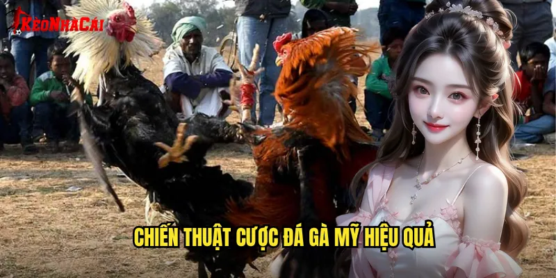 Chiến thuật cược đá gà Mỹ hiệu quả