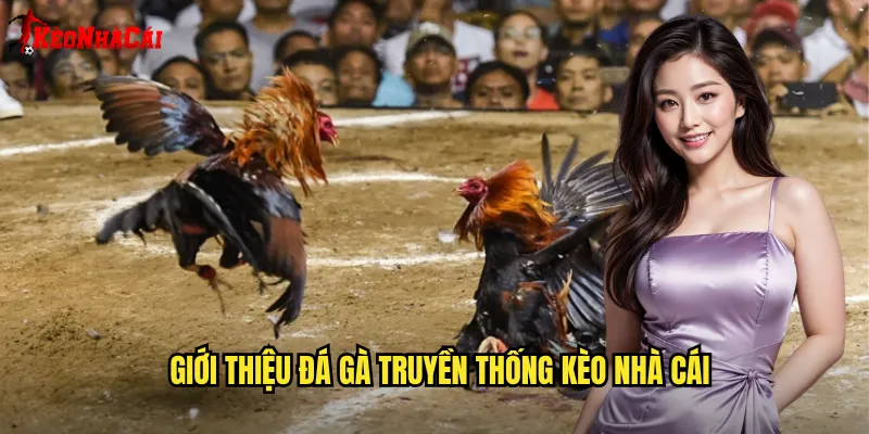 Giới thiệu đá gà truyền thống Kèo nhà cái
