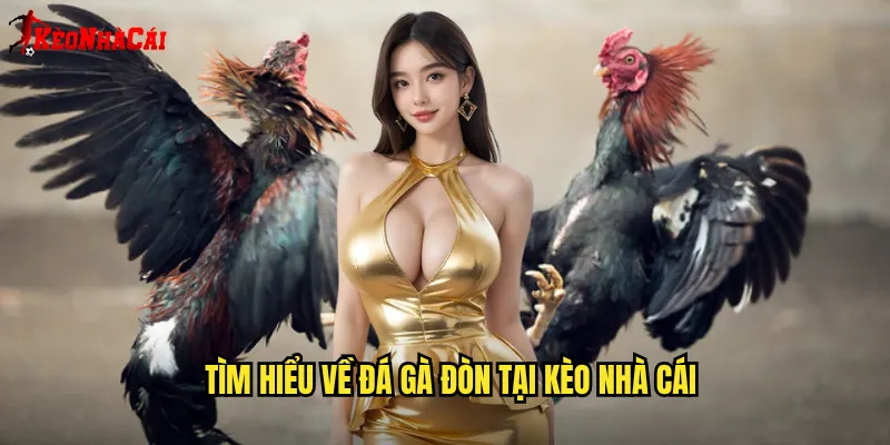 Tìm hiểu về đá gà đòn tại Kèo nhà cái
