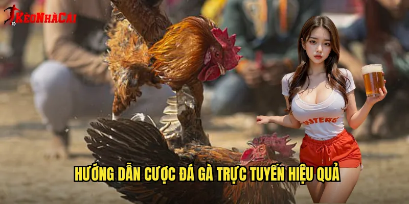 Hướng dẫn cược đá gà trực tuyến hiệu quả