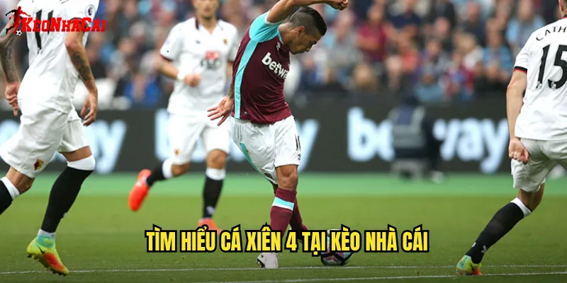 Tìm Hiểu Cá Xiên 4 Tại Kèo Nhà Cái